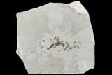 Fossil Insect Cluster - Green River Formation, Utah #109218-1